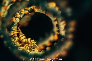Whip coral shrimp by Stefaan Haegeman 
